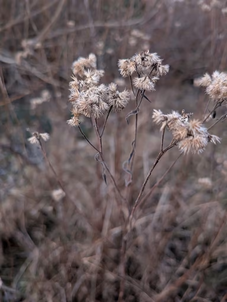 Pearly everlasting, In fruit