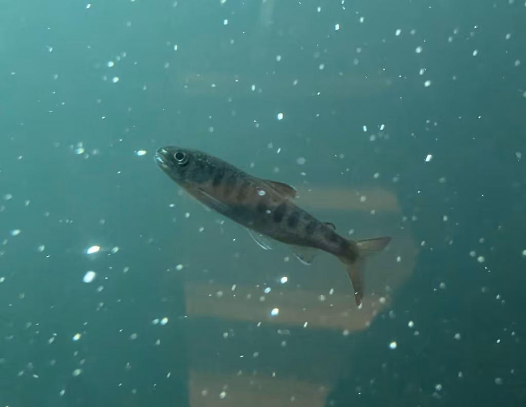 Saumon coho, Juvénile