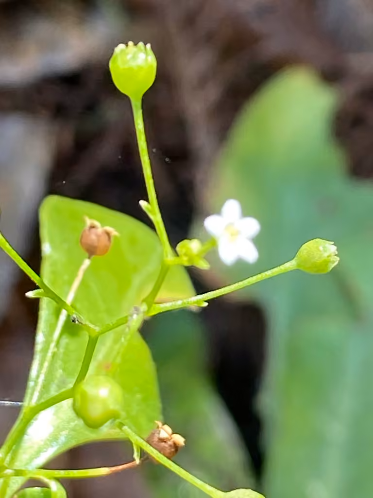 Samole à petites fleurs, En fleurs