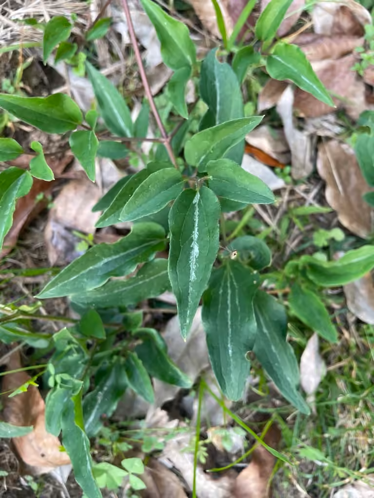 Sweet autumn virginsbower, No flowers or fruits