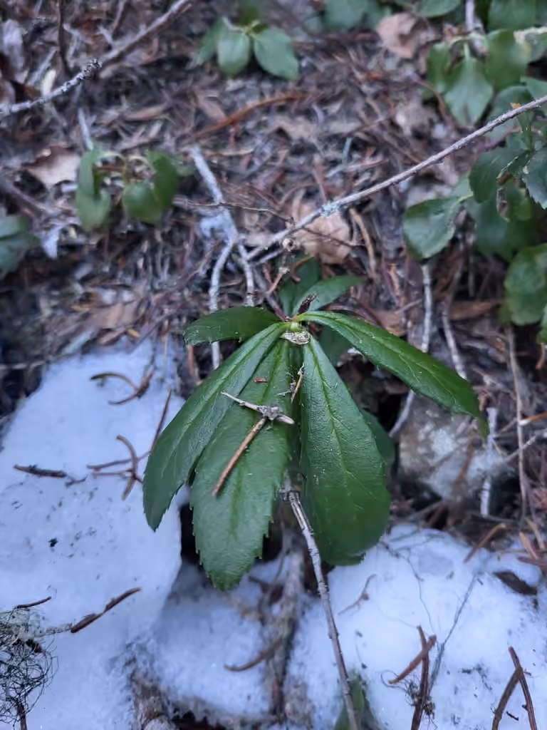 Pipsissewa, No flowers or fruits