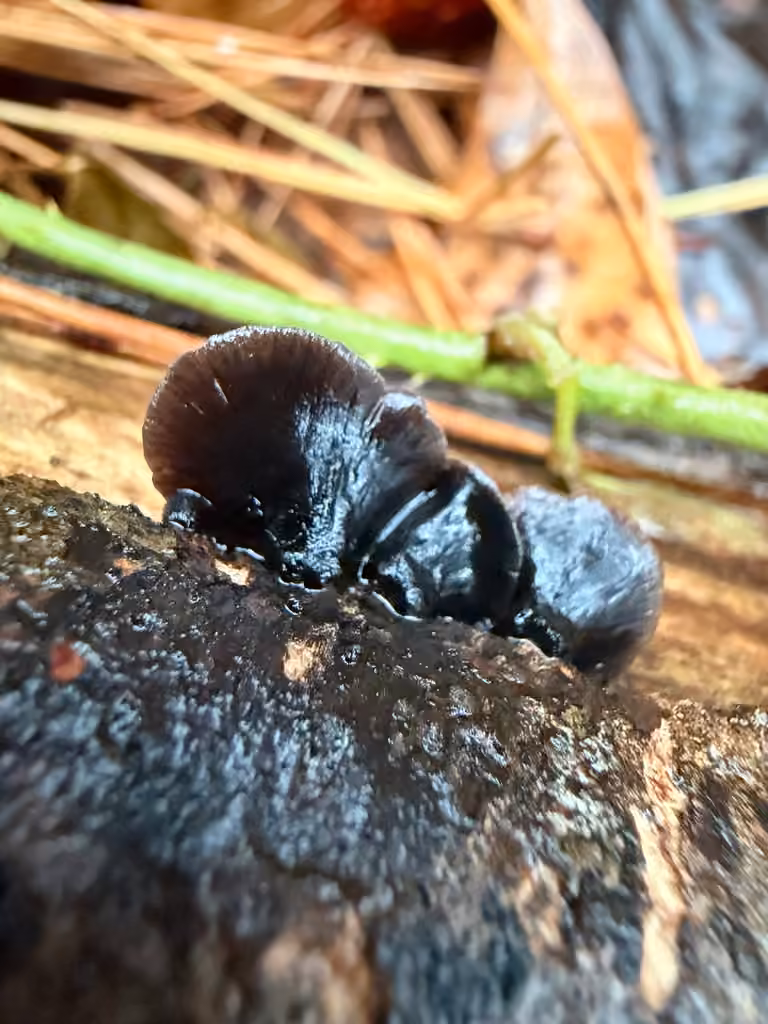 Resupinatus alboniger, photo 2 sur 5