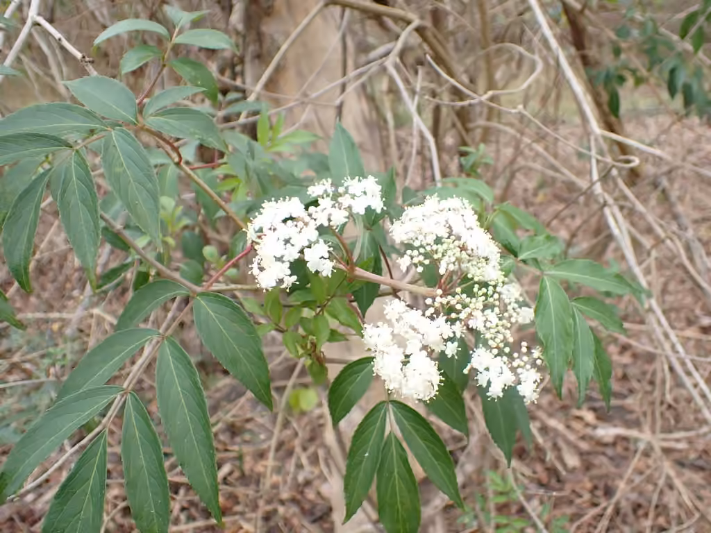 Sureau blanc, En fleurs