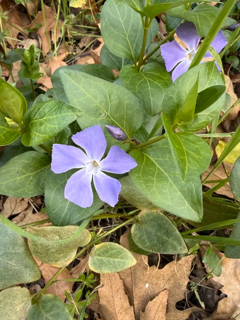 Greater periwinkle, In flower