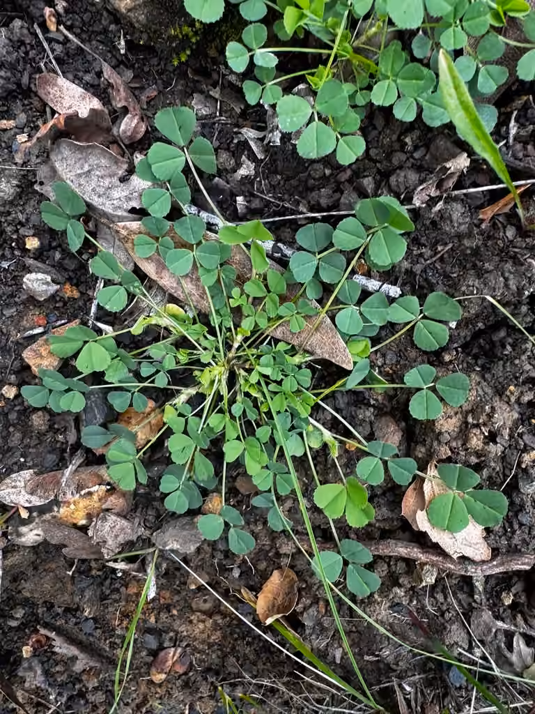 Luzerne polymorphe, Sans fleurs ni fruits