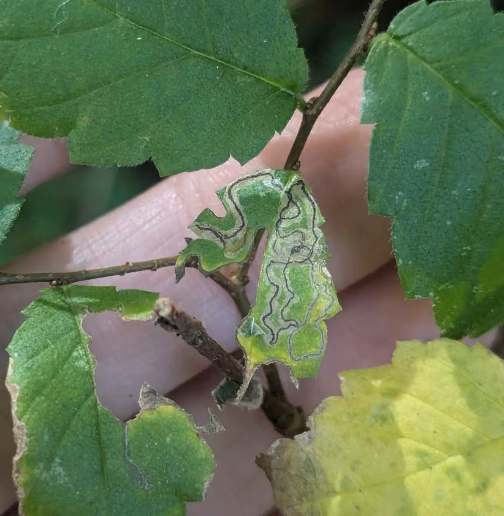 Stigmella apicialbella, Chenille