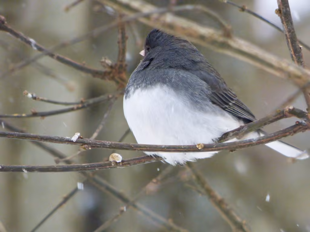 Junco ardoisé, Mâle