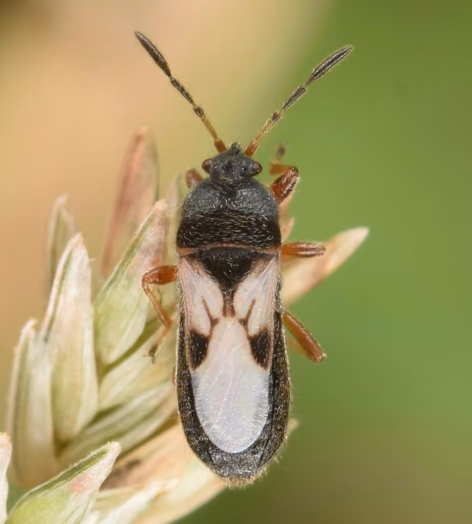 Punaise des céréales