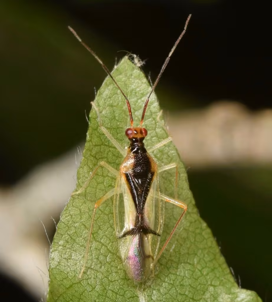Punaise translucide, photo 1 of 5