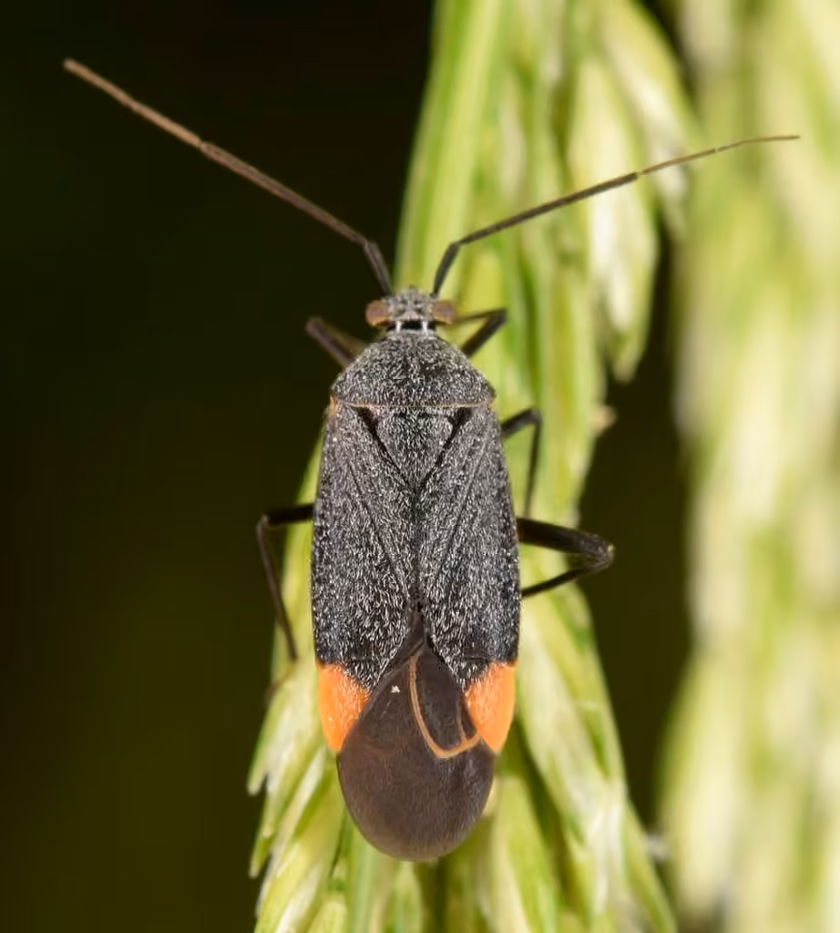 Polymerus venaticus, photo 1 sur 5