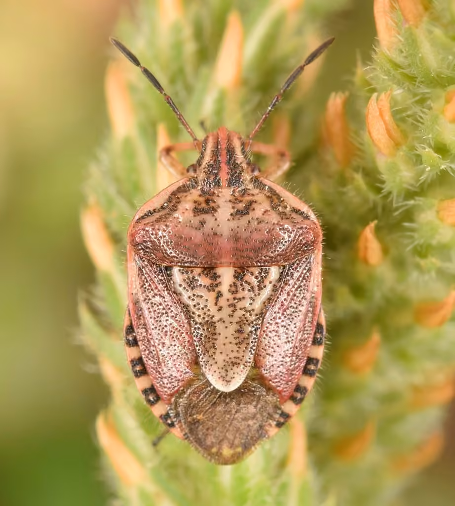 Broken-lined Stink Bug, photo 1 of 5