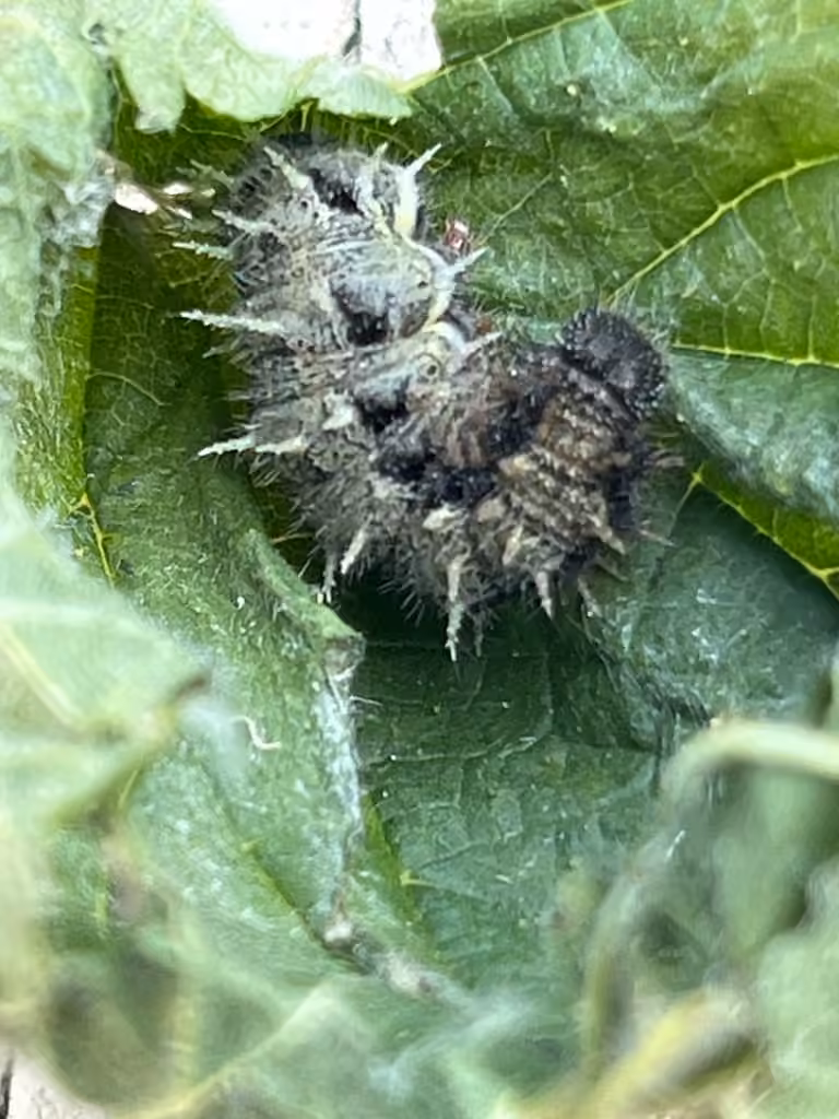Vulcain, Chenille