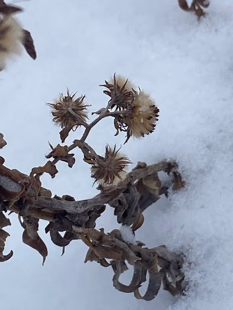 Aster de Nouvelle-Angleterre, En fruits