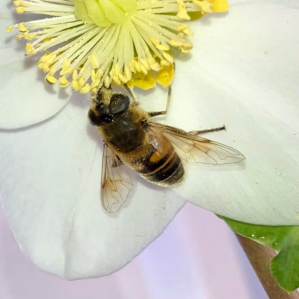 Common Drone Fly, Female