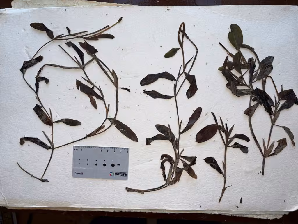 Illinois pondweed, In fruit