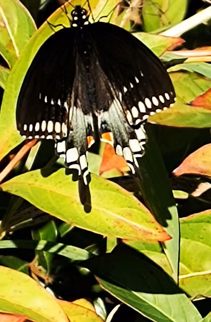 Spicebush Swallowtail, Male