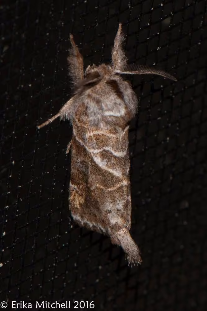 Striped Chocolate-tip Moth, photo 2 sur 5