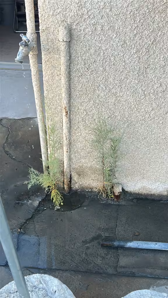 Salt cedar, No flowers or fruits