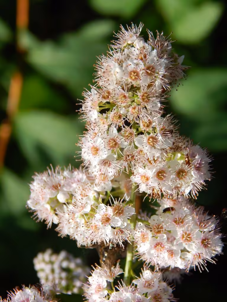Spirée blanche, En fleurs