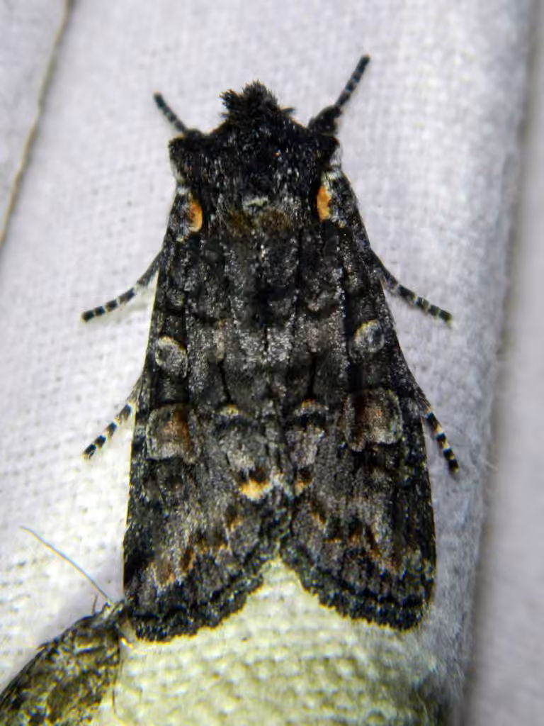 Plush-naped Pinion, photo 1 of 5