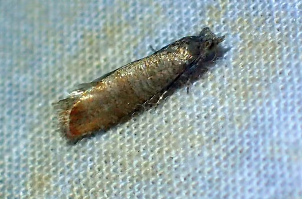Red Pine Tip Moth, Adult