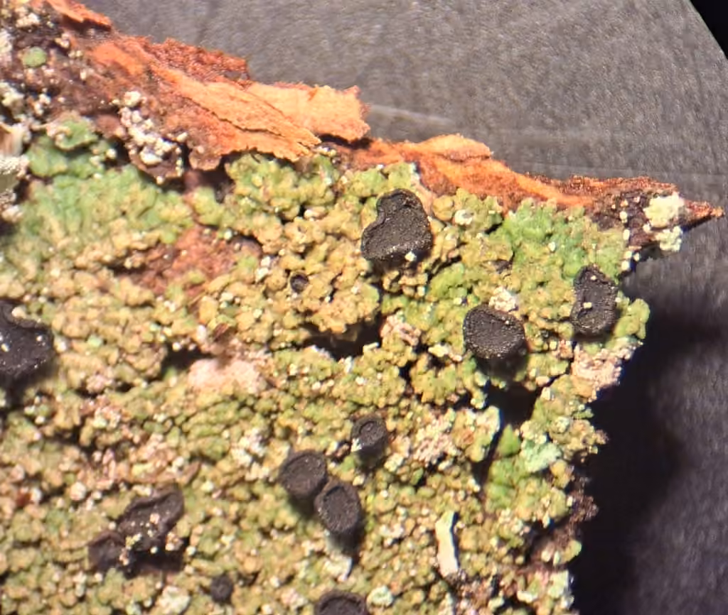 Disc granular lichen, photo 3 of 5