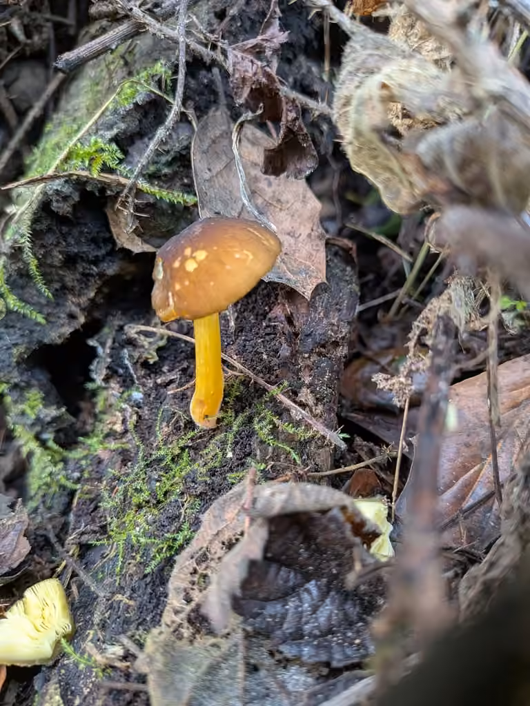Pluteus vellingae, photo 2 of 5