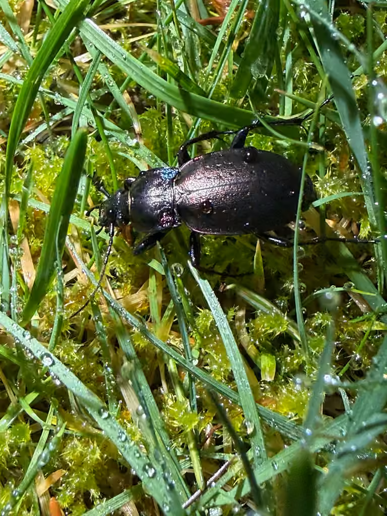 Carabe des bois, Mâle
