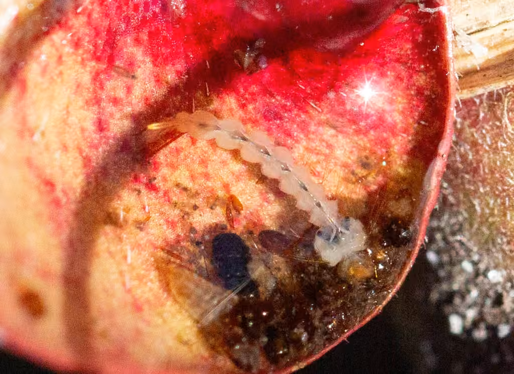 Moustique de la sarracénie, Larve