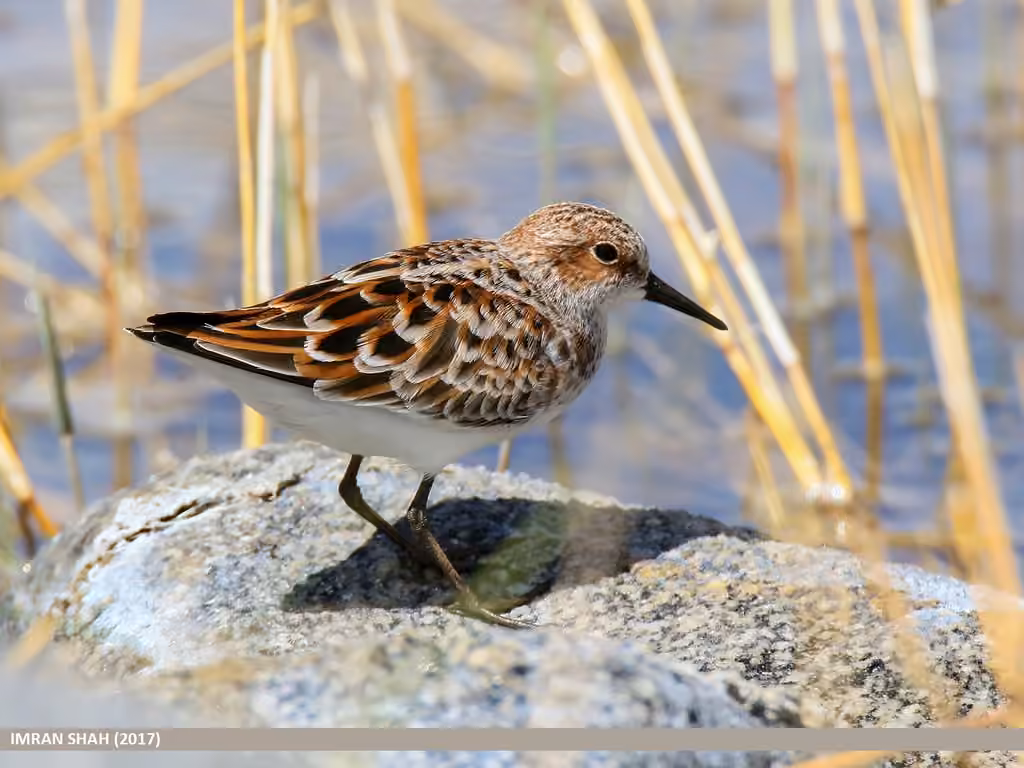 Little Stint, photo 2 of 5