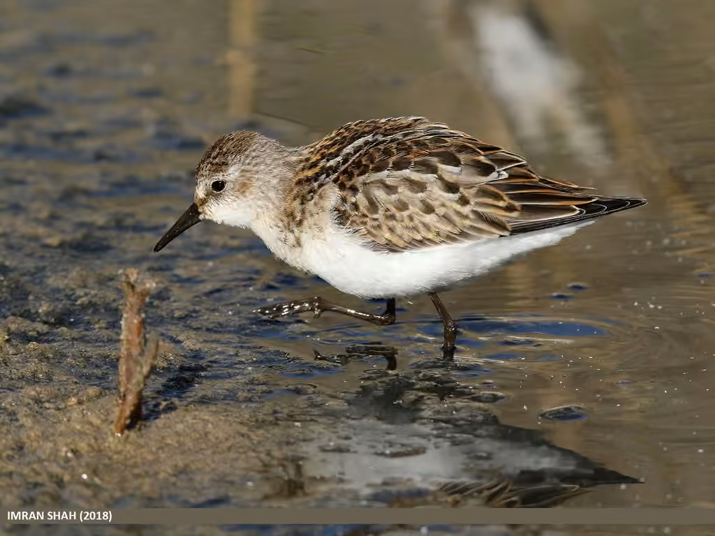 Little Stint, photo 3 of 5