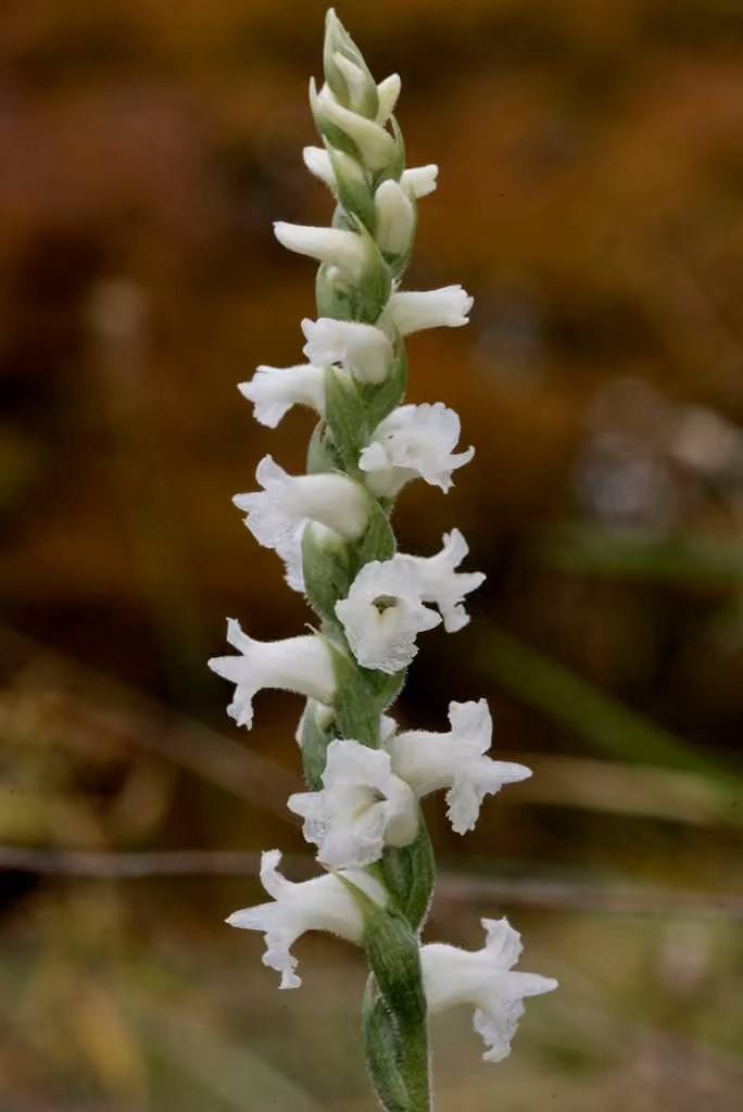 Appalachian ladies'-tresses, In flower