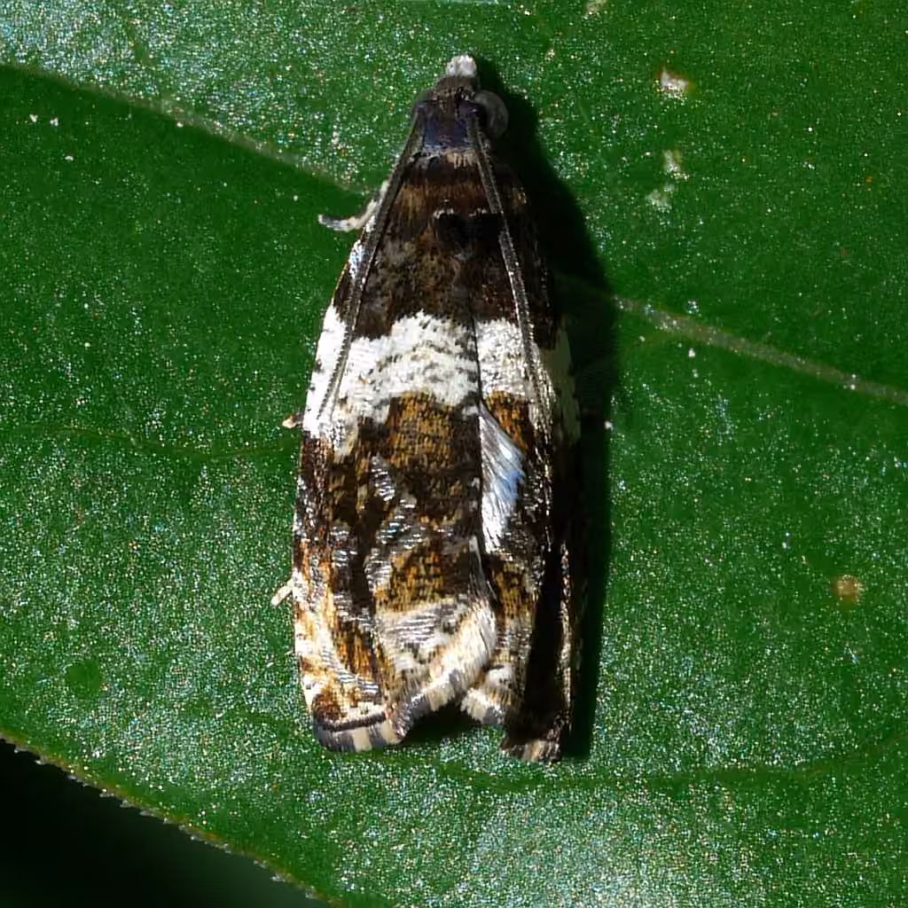 Banded Olethreutes Moth