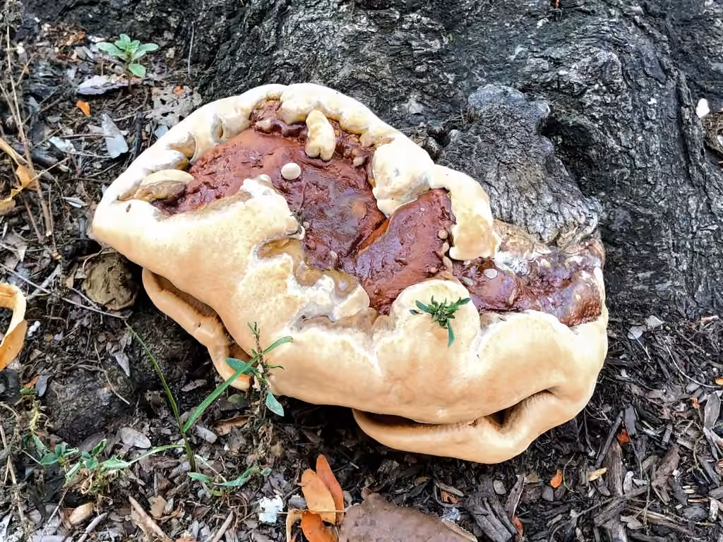 Ganoderma sessile, photo 3 sur 5