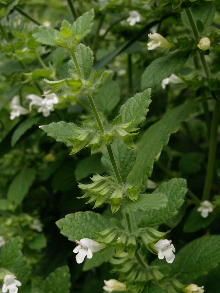Common balm, photo 3 of 5