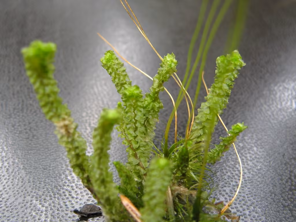 Greater Pawwort, photo 2 of 5