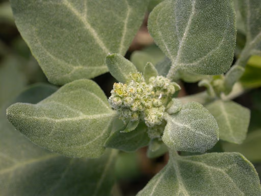 Stinking goosefoot, photo 1 of 5