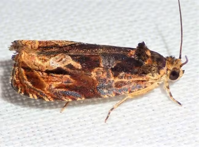 Variable Nigranum Moth, Adult