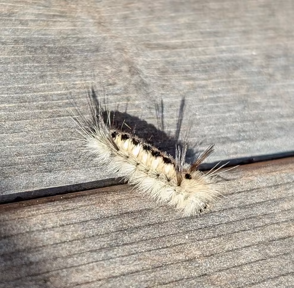 Halysidote du caryer, Chenille
