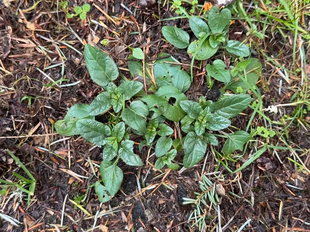 Common selfheal, No flowers or fruits