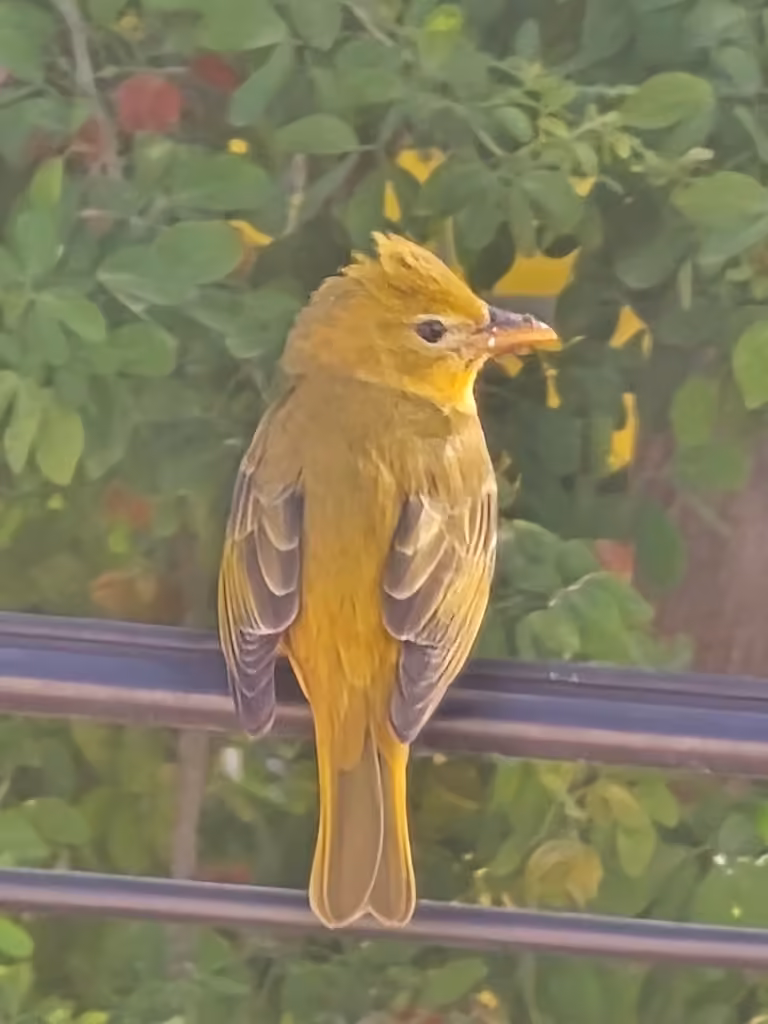 Piranga vermillon, Femelle
