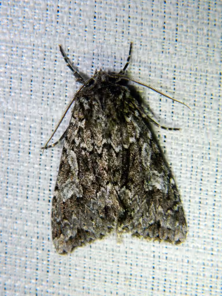 Ashen-spotted Brocade, Adulte
