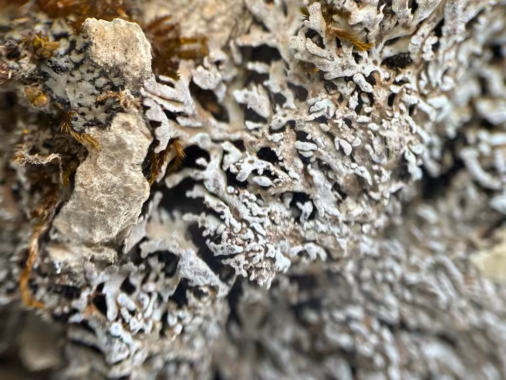 Pale-belly Frost Lichen, photo 3 of 5
