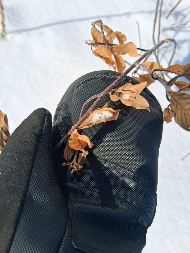 Glossy buckthorn, Leafless