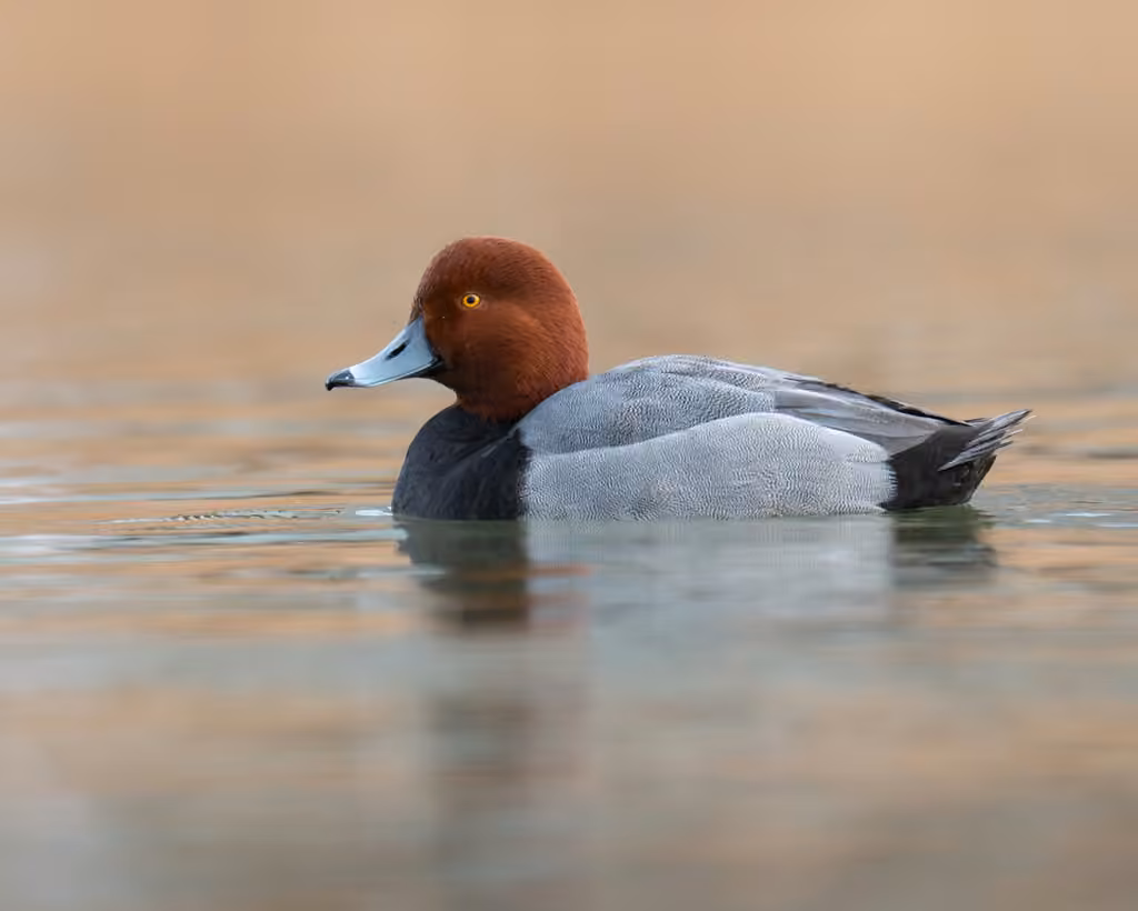 Fuligule à tête rouge, Adulte