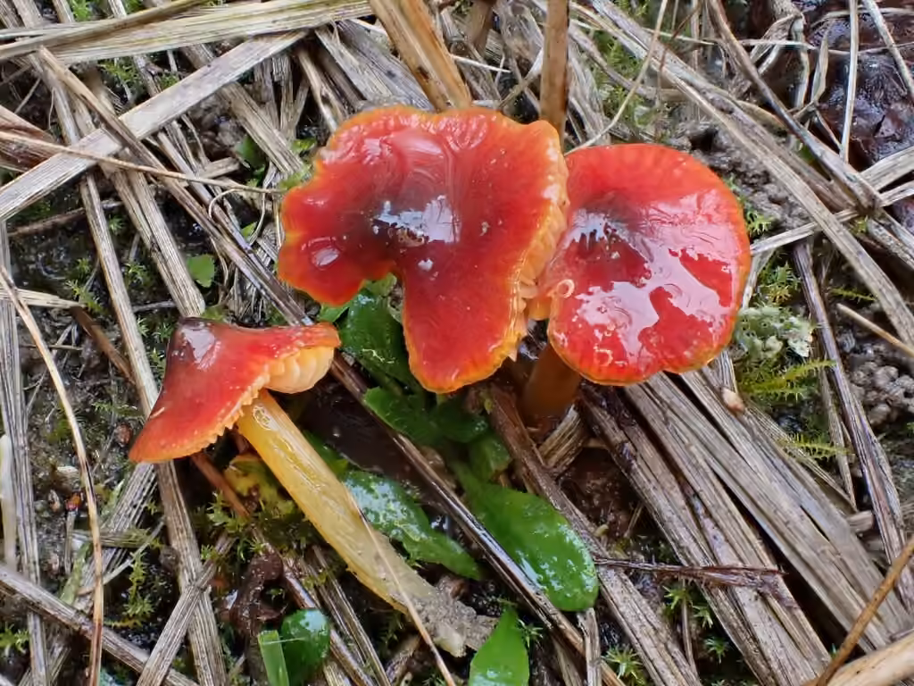Hygrophore faux conique, photo 1 sur 5
