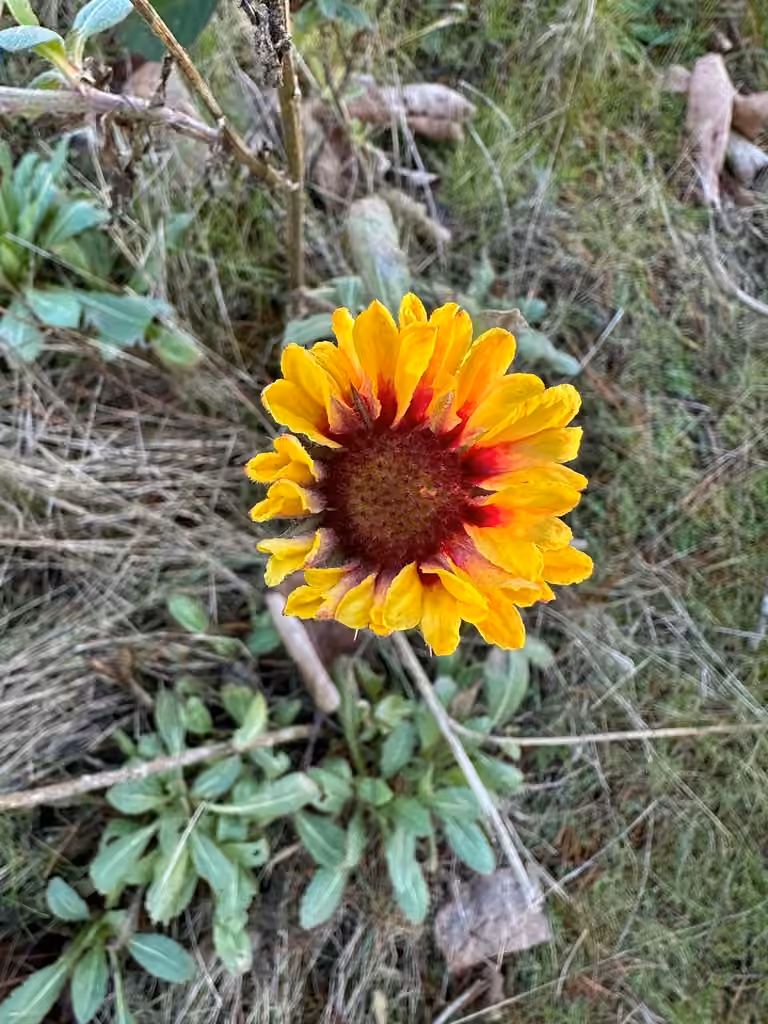 Gaillarde aristée, En fleurs