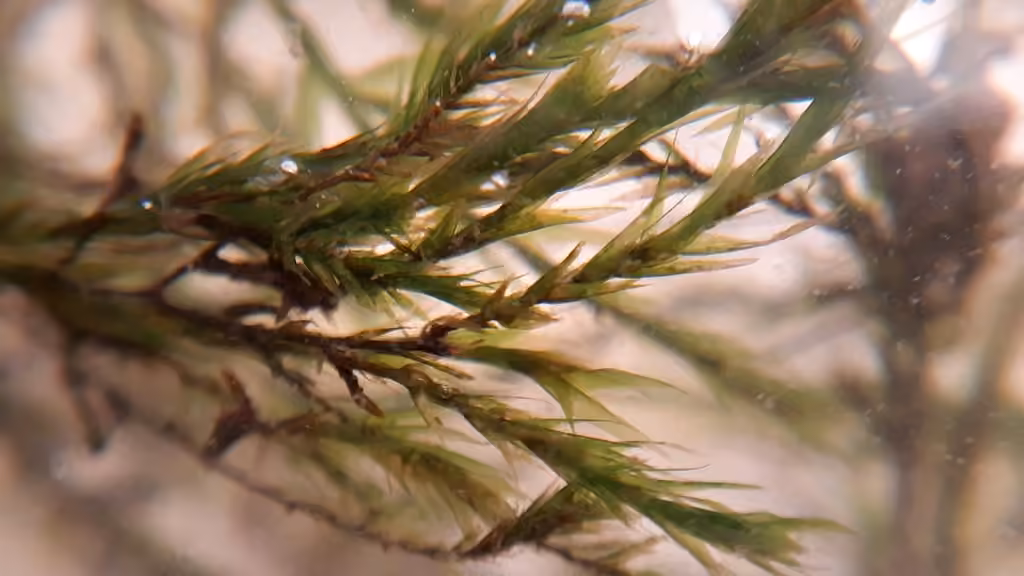 Cupped Water Moss, photo 3 of 5