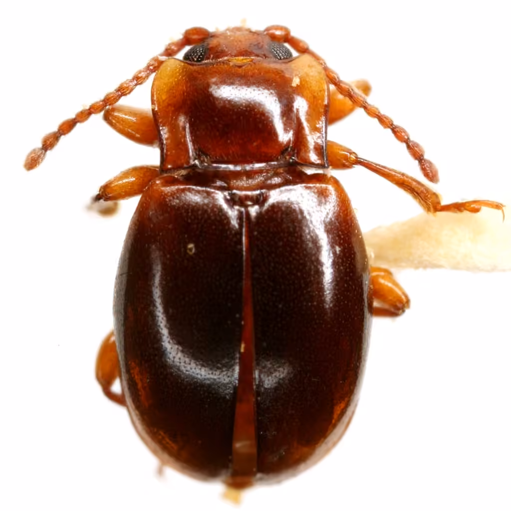 Endomyche ferrugineux, photo 3 sur 5