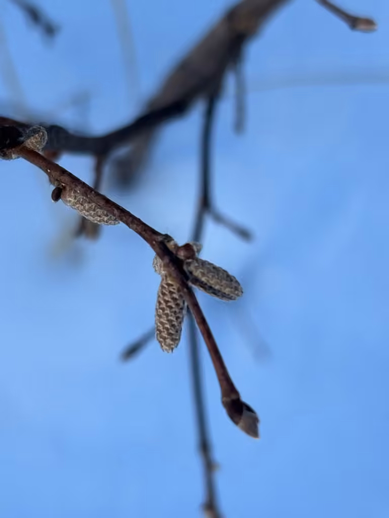 Noisetier à long bec, Sans feuilles